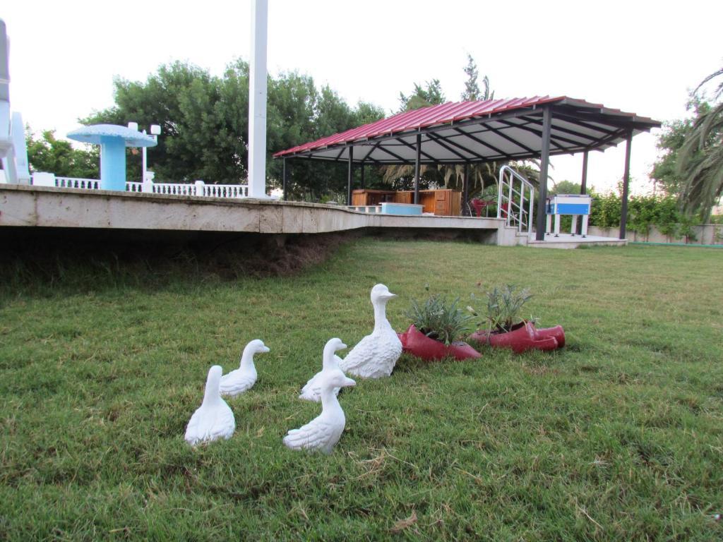 Dalyan Palmiye Resort Hotel Extérieur photo